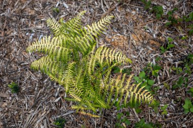 Eğrelti otlağı eski bir bahçede büyüyor. Korfu, Yunanistan.