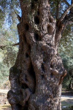 Bir dağ bahçesinde yetişen yaşlı zeytin ağaçları. Yazın sonundaki güneşli bir gün sonbahara dönüşüyor. Nymfes, Corfu, Yunanistan.