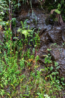 Dağ suyuyla sulanan yeşillik. Levada das 25 fontes Rabacal, Paul da Serra, Madeira, Portekiz.