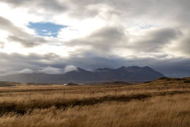 Sarı-altın renkli yüksek çimenli bir çayırı olan bir manzara. Arka planda kısmen bulutlarla kaplı dağlar. Hringvegur, Batı İzlanda.