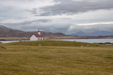 Atlantik Okyanusu kıyısında kulesi ve kırmızı çatısı olan geleneksel küçük beyaz kilise. Koyunlarla ön planda otlamak. Arka planda dağlar. Narfeyri, Batı İzlanda.