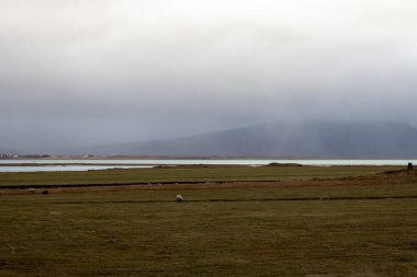 Doğada bir otlakta koyun. Arka planda kısmen sis ile kaplı bir dağ. Bulutlu sonbahar gökyüzü. Borgarnes, İzlanda.