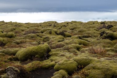 Yosun ve liken kaplı bir lav alanının yapısal yüzeyi. Parlak yeşil renk. Bulutlu gökyüzü. Madalya sahibi, Güney İzlanda.