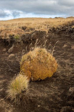 Couple of bunches of yellow autumn grass, growing out of a field. Horizon of a hill in the background. Cloudy sky. Katla Geopark, Iceland. clipart