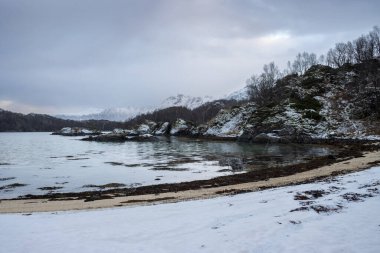 Norveç denizinin kumlu sahilli küçük körfezi. Suda ve kıyıda bir sürü yosun var. Arkasında kar olan dağlar. Laupstad, Norveç.