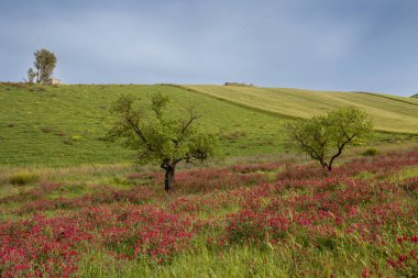 İlkbaharda çiçek açan taze bitkiler. Kırmızı yoncanın geniş bir alanı. Taze yapraklı ağaçlar. Tepelerin dalgaları. Adanın merkezi Sicilya, Prizzi şehri, İtalya.