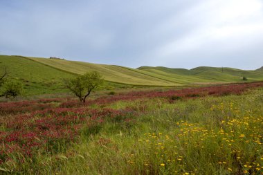 İlkbaharda çiçek açan taze bitkiler. Kırmızı yoncanın geniş bir alanı. Taze yapraklı ağaç. Tepelerin dalgaları. Adanın merkezi Sicilya, İtalya.