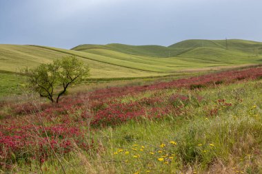 İlkbaharda çiçek açan taze bitkiler. Kırmızı yoncanın geniş bir alanı. Taze yapraklı ağaç. Tepelerin dalgaları. Adanın merkezi Sicilya, Prizzi şehri, İtalya.