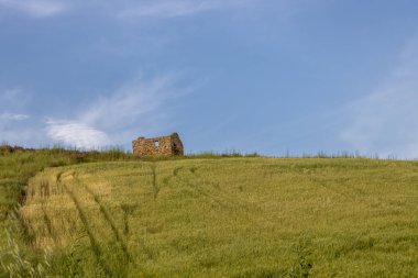 Tahılla kaplanmış yeşil, taze bahar tarlası. Dalgalı bir tepenin ufukta, basit, eski bir ev. Açık beyaz bulutlu mavi gökyüzü. Sicilya adasının merkezi, Prizzi, İtalya.