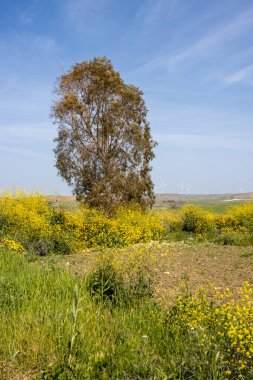 Bir tarlada yetişen yüksek ağaç. Etrafı büyüyen yaban baharı sarı çiçekleriyle çevrili. Açık beyaz bulutlu mavi gökyüzü. Akdeniz adasının merkezi Sicilya, Salemi, İtalya.