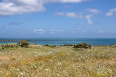 Çimenli çayır, çiçek açan yabani bitkiler ve palmiye ağaçları. Akdeniz 'in sakin suları. Baharda beyaz bulutlu mavi gökyüzü. Portopalo di Capopassero, Sicilya, İtalya.