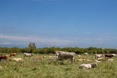 Yeşil bir çayırdaki çayır üzerinde beyaz ve kahverengi inekler, baharda taze. Arka planda çalılar ve ağaçlar var. Akdeniz 'de. Beyaz bulutlu mavi gökyüzü. Sicilya, İtalya.