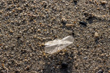 Velella velella on the beach of the Tyrrhenian (Mediterranean) sea in the light of the early sunset. Villafranca, Sicily, Italy. clipart