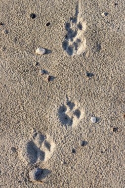 Kumsaldaki köpek patilerinin pürüzsüz ayak izleri. Akşam güneşi ışığı. Birkaç çakıl taşı. Villafranca, Sicilya, İtalya.