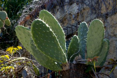 Güneş ışığında Opuntia kaktüsü, terk edilmiş bir bahçede vahşi bir şekilde büyüyor. Sicilya, İtalya.