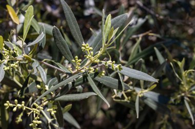 Bahar mevsiminde koyu yeşil yapraklı zeytin dalı ve çiçek tomurcukları. Güneş ışığıyla aydınlandı. Sicilya, İtalya.