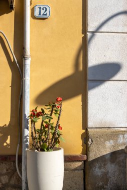 Beyaz tencerede mutluluk bitkisi olan güneşli bir cadde. Bir evin sarı cephesi ve bir lambanın gölgesi. Ön cephede on iki numara. Cefalu, Sicilya, İtalya.