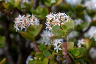 Crassula bitkisinin beyaz narin çiçekleri, kışın bir parkta yetişiyor. Teguise, Lanzarote, Kanarya Adaları, İspanya.