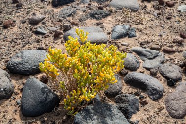 Kum toprağı ve lav kayaları. Orada Zygophyllum bitkisi yetişiyor. Sarıdan yeşile küçük yapılandırılmış yapraklar. Lanzarote, Kanarya Adaları, İspanya.