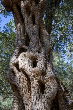 Bir dağ bahçesinde yetişen yaşlı zeytin ağaçları. Yazın sonundaki güneşli bir gün sonbahara dönüşüyor. Nymfes, Corfu, Yunanistan.