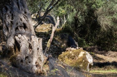 Bir dağ bahçesinde yetişen yaşlı zeytin ağaçları. Yazın sonundaki güneşli bir gün sonbahara dönüşüyor. Nymfes, Corfu, Yunanistan.