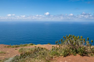 Atlantik Okyanusu 'ndaki bir uçurumun manzarası. Bahar mevsiminde taze bitkiler. Açık beyaz bulutlu mavi gökyüzü. Ponta do Pargo, Madeira, Portekiz.