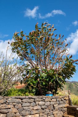 Teras ve çayır arasındaki taş duvar. Baharda taze yeşillik. Beyaz bulutlu mavi gökyüzü. Ponta do Pargo, Madeira, Portekiz.