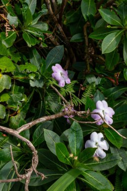 Doğal kanalı çevreleyen bitkiler. Levada. Gül çiçekli sabırsızlar. Eğreltiotu yaprakları. Levada do Moinho, Madeira, Portekiz.