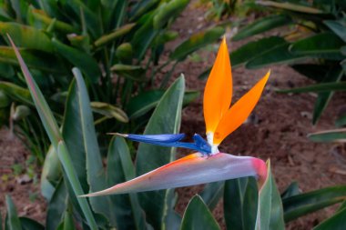 Ants drinking water on Strelitzia blossom in the botanical garden. Fresh flower in the spring. Canico, Madeira, Portugal. clipart