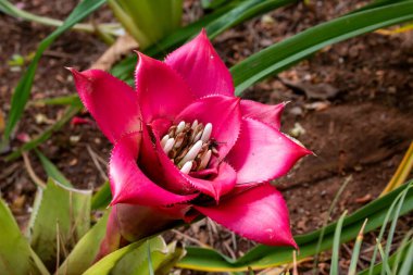 Çiçek açan Canistrum (Bromelia) bitkisi, bir botanik bahçesinde çiçek açar. Baharda parlak kırmızı çiçek açar. Canico, Madeira, Portekiz.