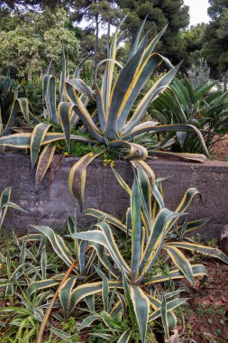Bitki bahçesindeki bir çiçek tarlasında yetişen yaprakların yeşil-sarı kombinasyonundan yararlandı. Arka planda ağaçlar var. Canico, Madeira, Portekiz.
