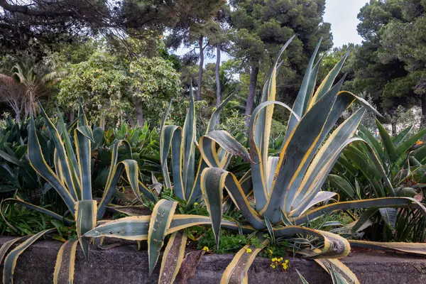 Bitki bahçesindeki bir çiçek tarlasında yetişen yaprakların yeşil-sarı kombinasyonundan yararlandı. Arka planda ağaçlar var. Canico, Madeira, Portekiz.