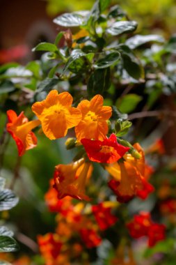 Bright orange blossoms of plant Streptosolen, illuminated by sunlight. Fresh green leaves. Spring in a botanical garden, Canico, Madeira, Portugal. clipart