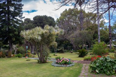 Part of a botanical garden with fresh green grass and various greenery. Sunny day with blue sky and white clouds in the spring. Canico, Madeira, Portugal. clipart