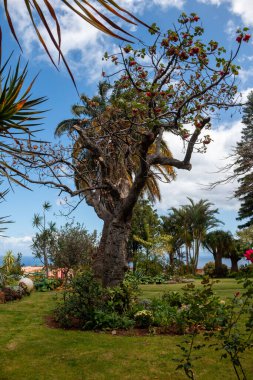 Taze yeşil çimenler ve çeşitli yeşilliklerle dolu bir botanik bahçesinin parçası. Mavi gökyüzü ve baharda beyaz bulutlarla güneşli bir gün. Canico, Madeira, Portekiz.