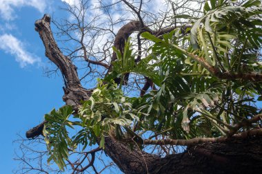Büyük Philodendron ağaca tırmanıyor. Dekoratif taze yapraklar. Canico, Madeira, Portekiz 'deki Botanik Bahçesi.