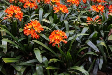 Çiçek tarhı ve çiçek açan clivia. Parlak turuncu çiçek demetleri. Tropik botanik bahçesi Monte, Funchal, Madeira, Portekiz.