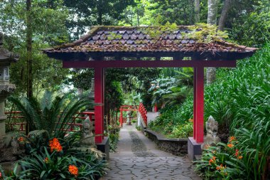 Taze yeşillik - bitkiler, çalılar, tropik botanik bahçesindeki ağaçlar Monte Sarayı, Funchal, Madeira, Portekiz.