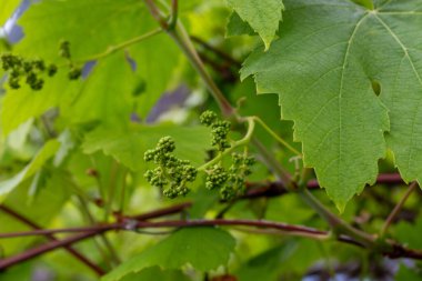 Taze yeşil yaprakları ve baharda çok küçük üzümleri olan üzüm çalıları. Seixal, Madeira, Portekiz.