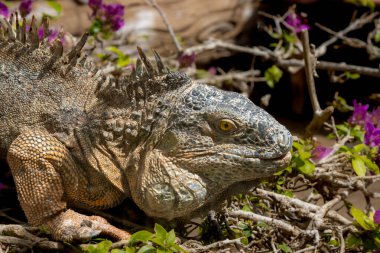 Bir kurtarma parkında iguana. Güneşli bir gün. Cocodrilo Parkı Gran Kanaryası, Aguimes, Kanarya Adaları, İspanya