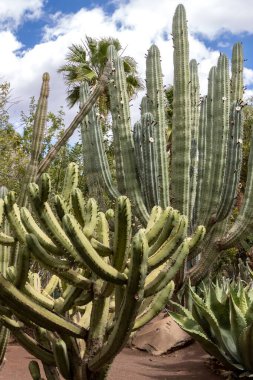 Timsah bahçesinde büyük kaktüsler (Cocodrilo) Park Kurtarma Merkezi. Beyaz bulutlu mavi gökyüzü. Aguimes, Las Palmas, Gran Canaria, Kanarya Adaları, İspanya.