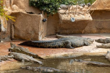 Timsah (Cocodrilo) Park Kurtarma Merkezi 'nde büyük timsahlar. Kayalıklarda ve havuzda rahatlama. Aguimes, Las Palmas, Gran Canaria, Kanarya Adaları, İspanya.