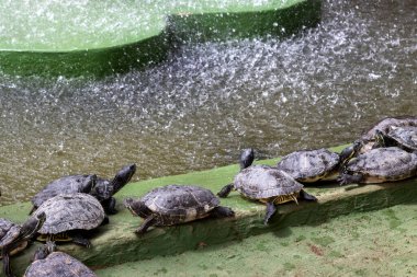 Kaplumbağalar açık havuzun yanında çeşmeli bir yerde. Güneşli bir gün. Timsah (Cocodrilo) Park Kurtarma Merkezi, Aguimes, Las Palmas, Gran Kanaryası, Kanarya Adaları, İspanya.