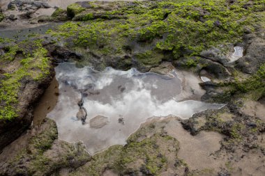 Kıyı kayaları parlak yeşil yosunlarla kaplı. Atlantik okyanus suyuyla dolu su birikintisi bulutlu gökyüzünü yansıtıyor. Playa del Cabron, Las Palmas, Gran Canaria, Kanarya Adaları, İspanya.