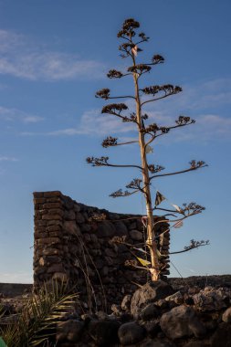 Siluette kurumuş agave çiçeği. Arka planda taş duvar var. Beyaz bulutlu mavi gökyüzü. Puerto de las Nieves, Las Palmas, Gran Canaria, Kanarya Adaları, İspanya.