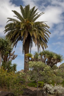 Sulu bitkilerden kaktüslere ve palmiye ağaçlarına kadar bir sürü bitkisi olan geniş bir botanik bahçesi. Cabildo de Gran Canaria, Las Palmas, Kanarya Adaları, İspanya.