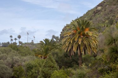 Sulu bitkilerden kaktüslere ve palmiye ağaçlarına kadar bir sürü bitkisi olan geniş bir botanik bahçesi. Cabildo de Gran Canaria, Las Palmas, Kanarya Adaları, İspanya.