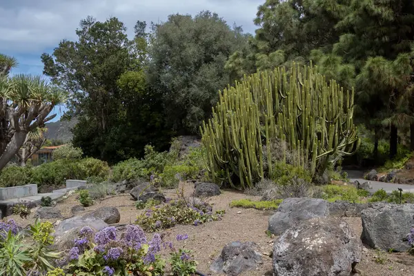 Sulu bitkilerden kaktüslere ve palmiye ağaçlarına kadar bir sürü bitkisi olan geniş bir botanik bahçesi. Cabildo de Gran Canaria, Las Palmas, Kanarya Adaları, İspanya.