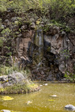Gölleri, gölleri ve / veya şelaleleri olan Botanik Bahçesi 'nin bir parçası. Kış mevsiminde çeşitli bitkiler. Cabildo de Gran Canaria, Las Palmas, Kanarya Adaları, İspanya.