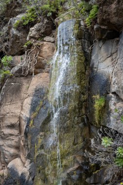 Gölleri, gölleri ve / veya şelaleleri olan Botanik Bahçesi 'nin bir parçası. Kış mevsiminde çeşitli bitkiler. Cabildo de Gran Canaria, Las Palmas, Kanarya Adaları, İspanya.